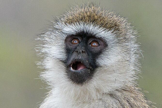 Early Morning Nairobi Park Safari and Giraffe Centre Tour. - Who Will Enjoy This Tour Most