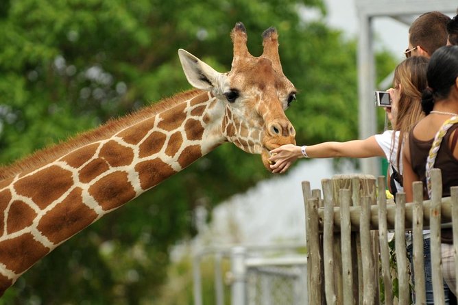 Early Nairobi Park Giraffe Centre and Optional Elephant Orphanage - Key points to know before booking