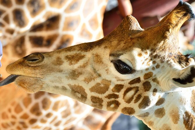 Early Nairobi Park Giraffe Centre and Optional Elephant Orphanage - The Giraffe Centre at about 9:30 a.m.