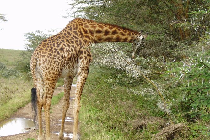 Early Nairobi Park Giraffe Centre and Optional Elephant Orphanage - Pickup, timing, and the practical rhythm of the day