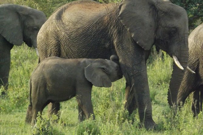 Elephant Orphanage and Giraffe Center Nairobi Day Tour - Key points to know before booking