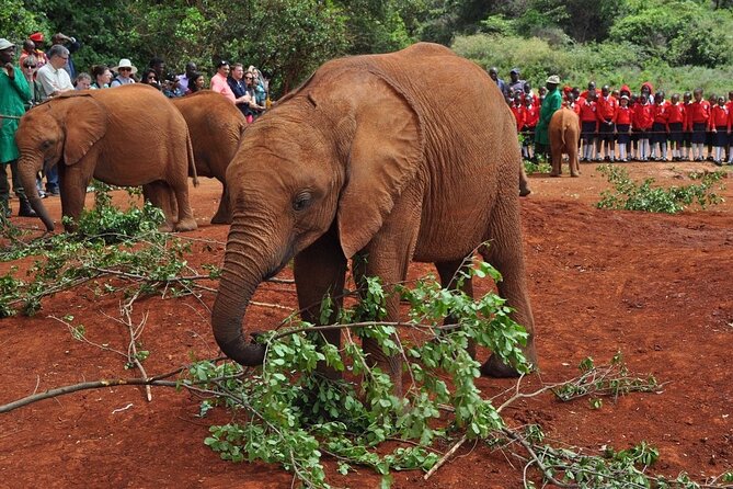 Elephant Orphanage and Giraffe Center Nairobi Day Tour - Reaching the elephant orphanage by 11:00 am