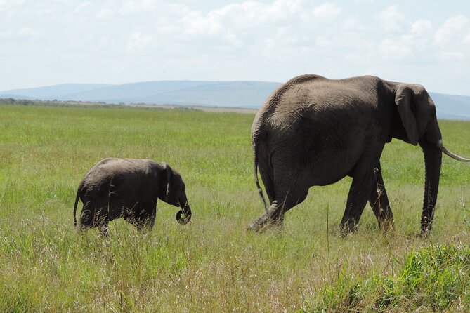 Elephant Orphanage and Giraffe Center Nairobi Day Tour - The giraffe center adds a second kind of wildlife encounter
