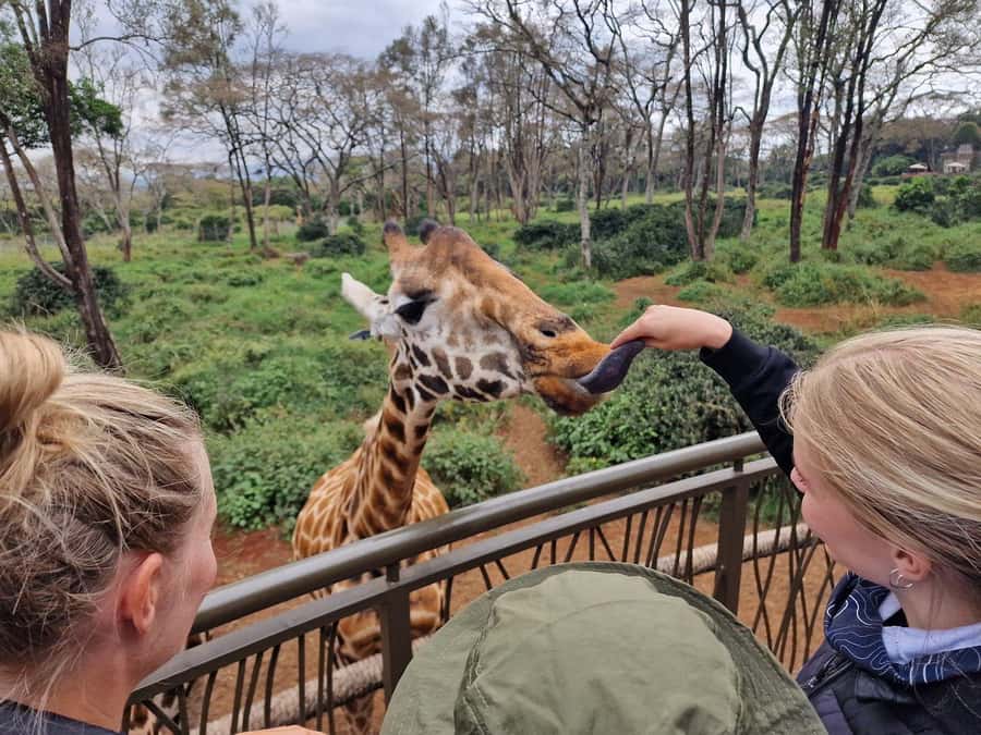 Elephant Orphanage and Giraffe Center Tour with Options - Key points to know before booking