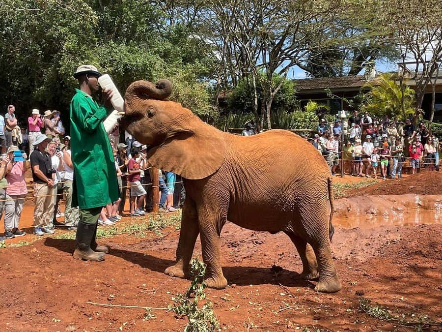 Elephant Orphanage and Giraffe Center Tour with Options - A long Nairobi morning with hotel pickup