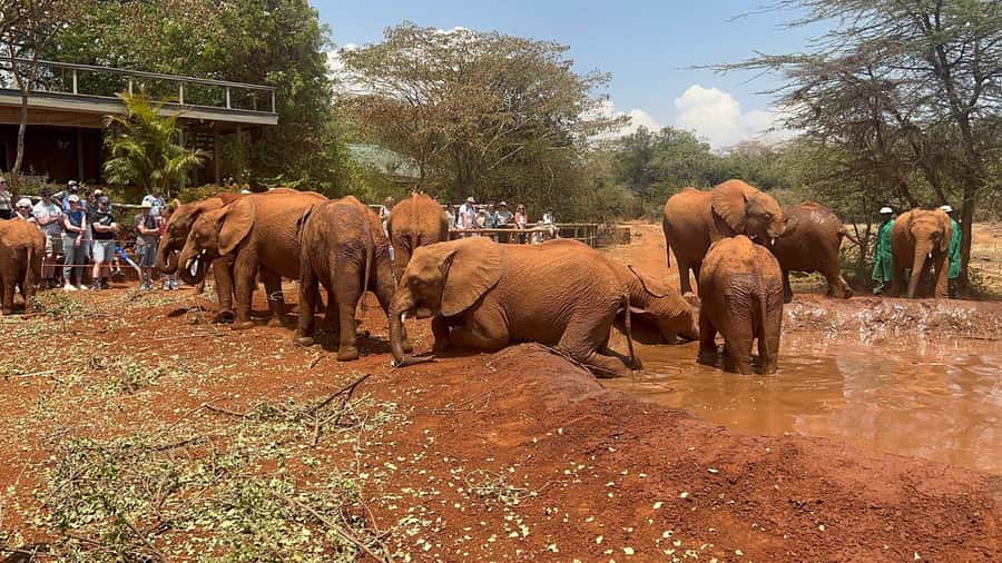Elephant Orphanage and Giraffe Center Tour with Options - The emotional visit to the David Sheldrick Wildlife Trust