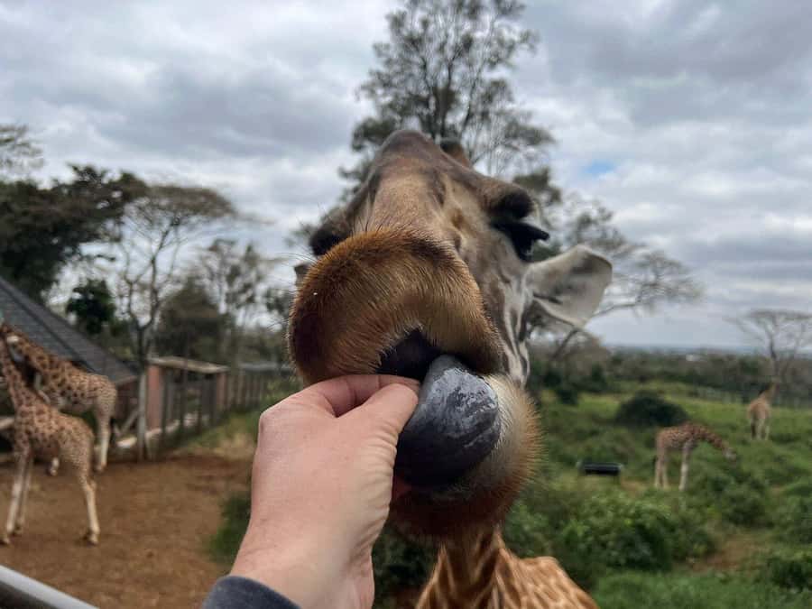 Elephant Orphanage and Giraffe Center Tour with Options - Kazuri Beads Factory and the question of souvenirs