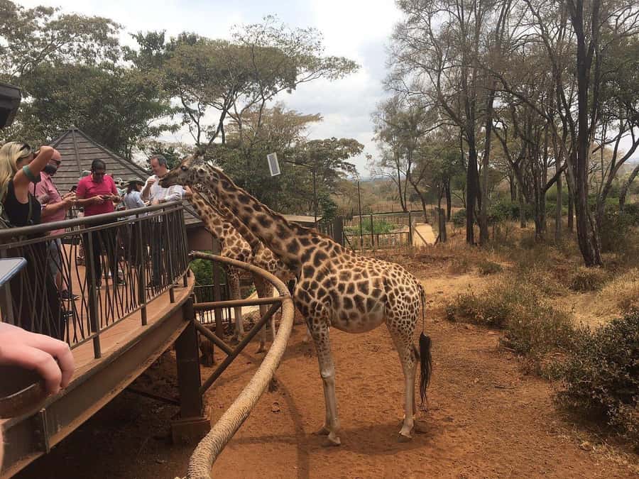 Elephant Orphanage and Giraffe Center Tour with Options - What the $35 price really gives you