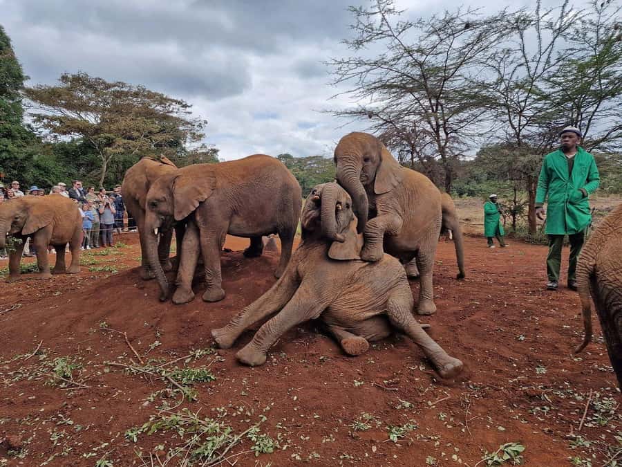 Elephant Orphanage and Giraffe Center Tour with Options - Timing, comfort, and who should book