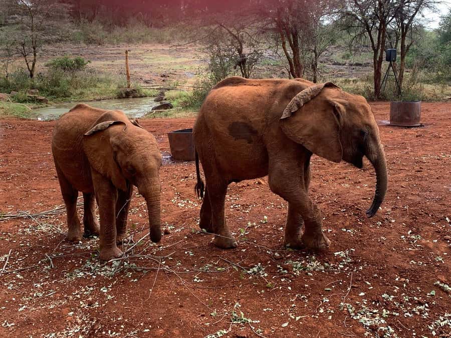 Elephant Orphanage and Giraffe Center Tour with Options - Should you book this Nairobi wildlife tour?