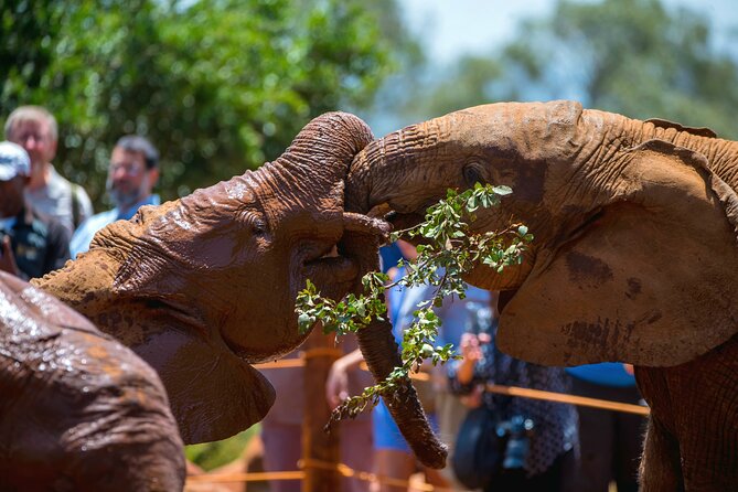 Elephant Orphanage, Giraffe Center & Bomas of Kenya Day Tour - The 11 a.m. elephant session at Sheldrick Wildlife Trust
