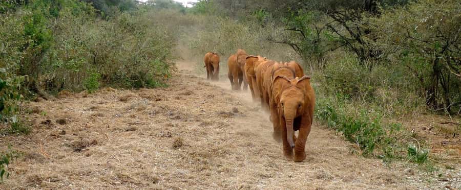 Elephant Orphanage,Giraffe Center&Karen Blixxen Day TripTour - Five things worth knowing before you book
