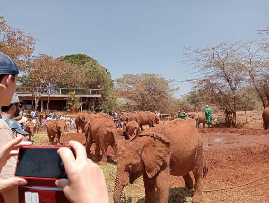 Elephant Orphanage,Giraffe Center&Karen Blixxen Day TripTour - What this Nairobi day trip is really like