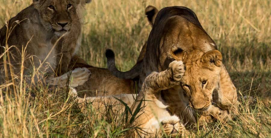 Elephant Orphanage,Giraffe Center&Karen Blixxen Day TripTour - How the $35 price compares with the real cost