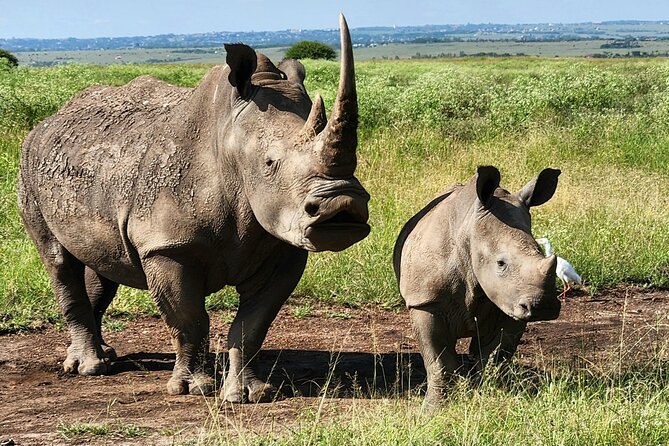Elephant Orphanage, Giraffe Centre& optional Nairobi NationalPark - Starting With Rothschild Giraffes