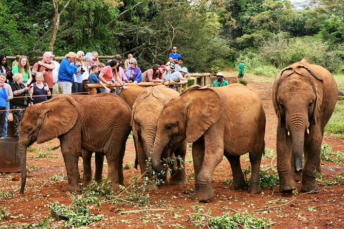 Elephant Orphanage, Giraffe Centre& optional Nairobi NationalPark - Kobe Beads, Leather, and Local Work
