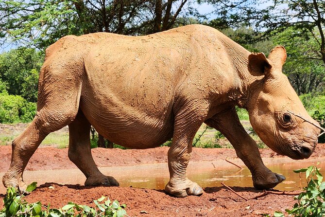 Elephant Orphanage, Giraffe Centre& optional Nairobi NationalPark - Adding Nairobi National Park