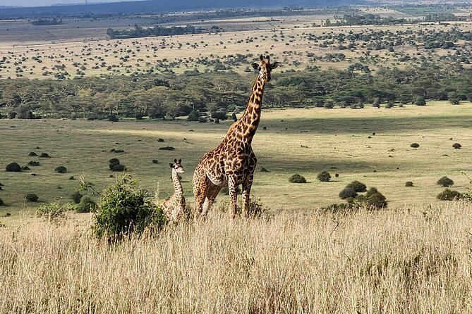 Elephant Orphanage, Giraffe Centre& optional Nairobi NationalPark - The Guide Can Shape the Whole Day