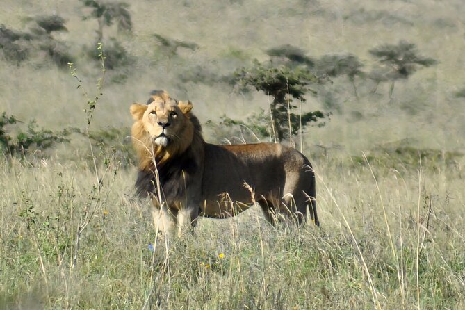 Elephant Orphanage, Giraffe Centre& optional Nairobi NationalPark - Timing, Comfort, and Practical Choices