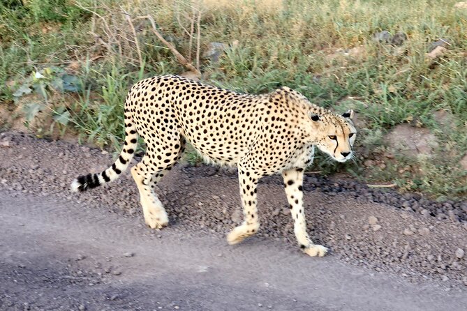 Elephant Orphanage, Giraffe Centre& optional Nairobi NationalPark - Who Will Like This Tour Most