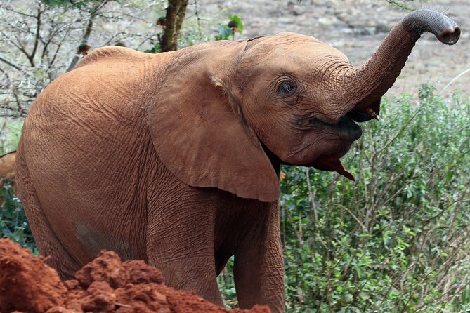 Elephant Orphanage, Giraffe Centre& optional Nairobi NationalPark - The Baby Elephants at Sheldrick Wildlife Trust
