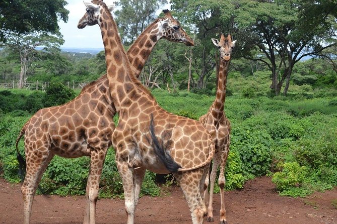 Elephant Orphanage & Giraffe Centre Tour - What the $95 tour price really buys