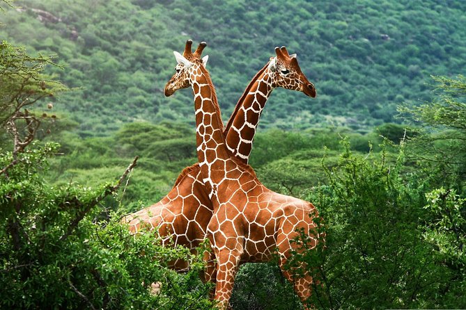 Elephant Orphanage & Giraffe Centre Tour - Kazuri or Kobe Tough beads: the useful final stop
