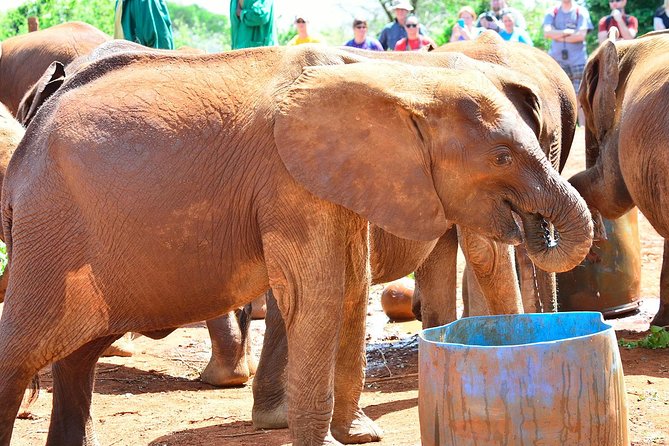 Elephant Orphanage & Giraffe Centre Tour - Who will enjoy this day most