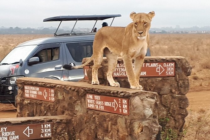 Elephant Orphanage & Giraffe Centre Tour - Practical advice for a smoother visit