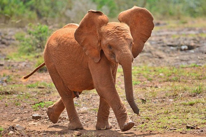 Elephant Orphanage & Giraffe Centre Tour - Starting at the Giraffe Centre