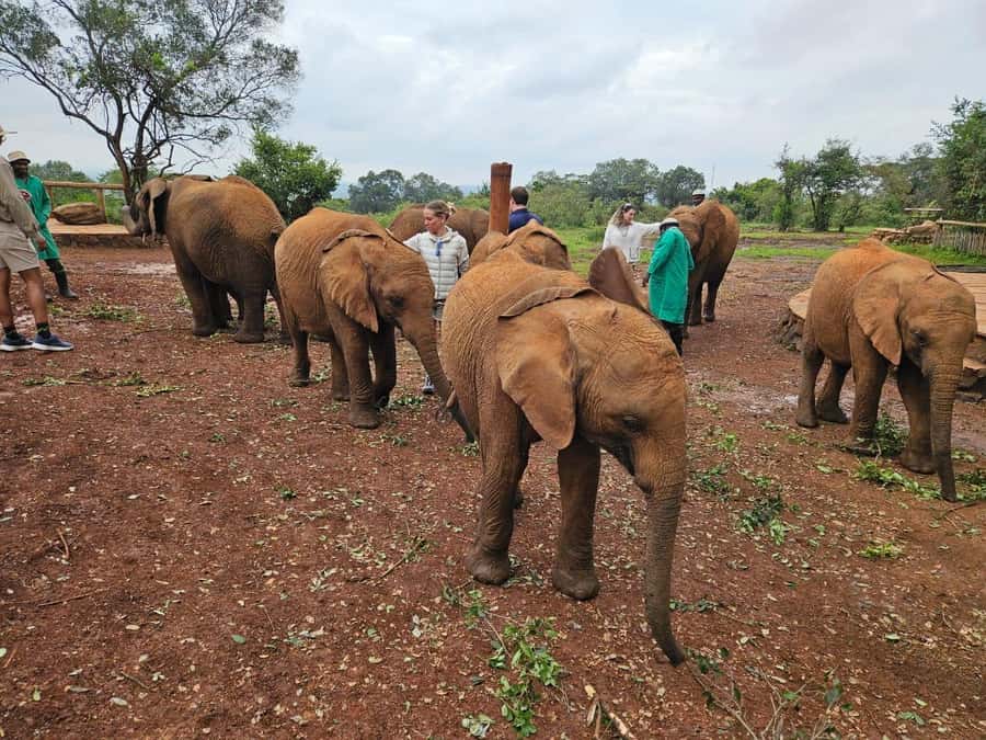 Elephant Orphanage, Giraffee Center, Karen Blixxen Meseum - Key points at a glance