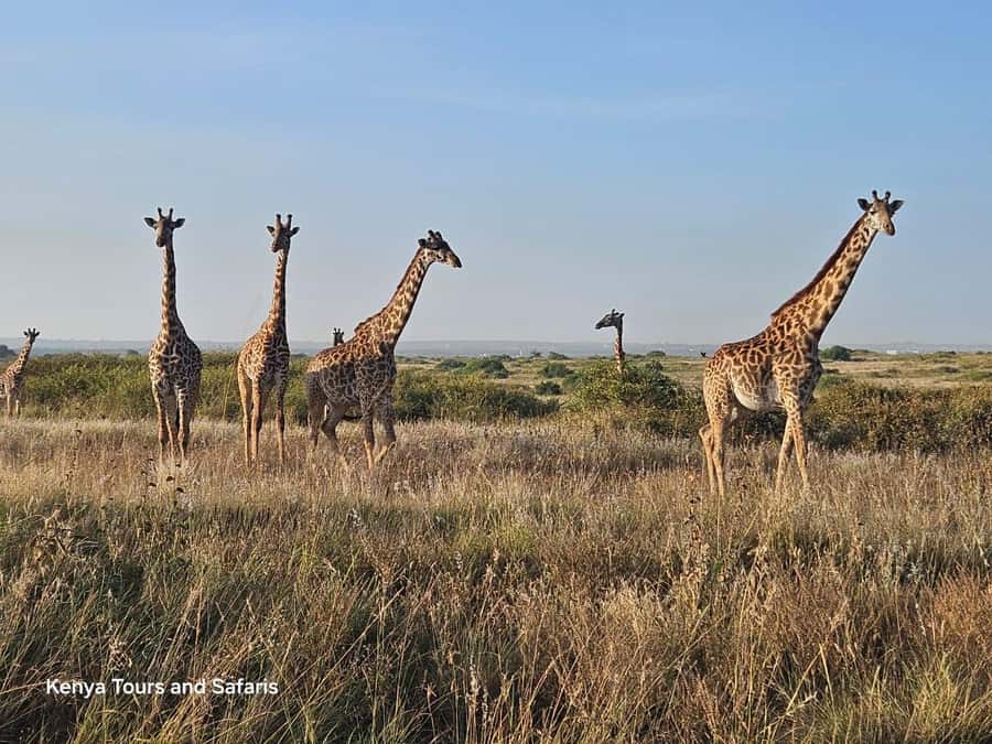 Elephant Orphanage, Giraffee Center, Karen Blixxen Meseum - Why this Nairobi combination works