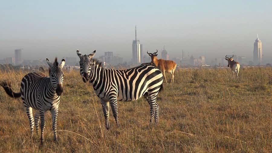 Elephant Orphanage, Giraffee Center, Karen Blixxen Meseum - Karen Blixen Museum and the Out of Africa connection