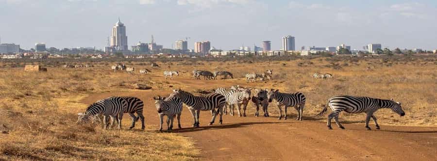 Elephant Orphanage, Giraffee Center, Karen Blixxen Meseum - The real price: $34 is only the starting point