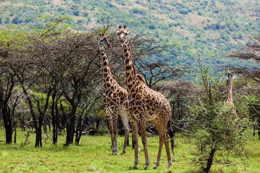 Elephant Orphanage, Giraffee Center, Karen Blixxen Meseum - Who will enjoy this five-hour outing most