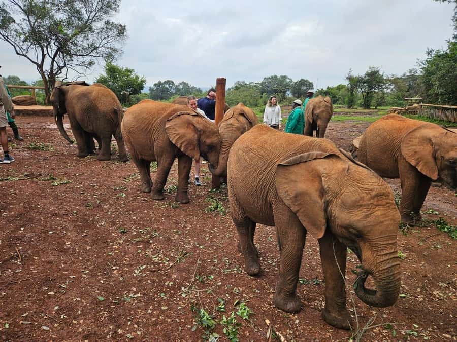 Elephant Orphanage, Giraffee Center, Karen Blixxen Meseum - Hotel pickup and the open-roof minivan