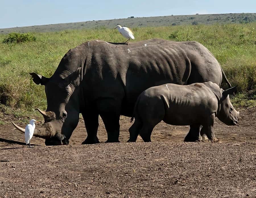 Elephant Orphanage Trust, Giraffes & Bomas of Kenya Day Tour - Should you book it?