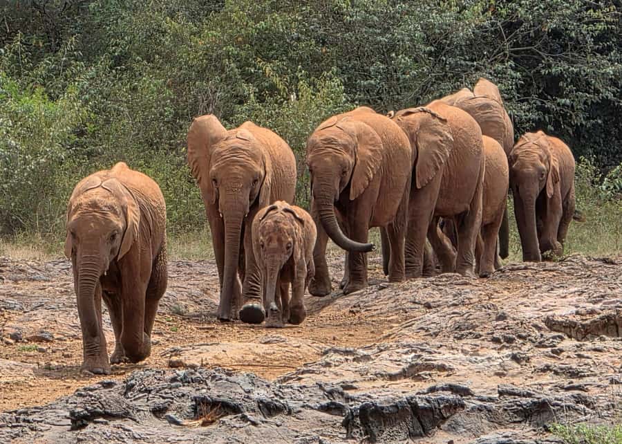 Elephant Orphanage Trust, Giraffes & Bomas of Kenya Day Tour - A city day with real wildlife encounters