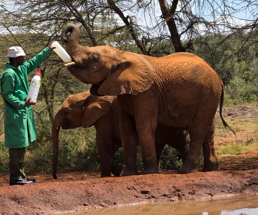 Elephant Orphanage Trust, Giraffes & Bomas of Kenya Day Tour - The 11 a.m. elephant orphanage session