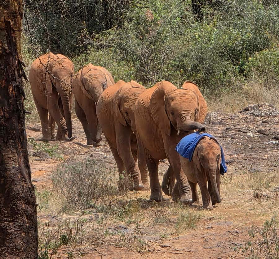 Elephant Orphanage Trust, Giraffes & Bomas of Kenya Day Tour - Bomas of Kenya and 53 cultural communities