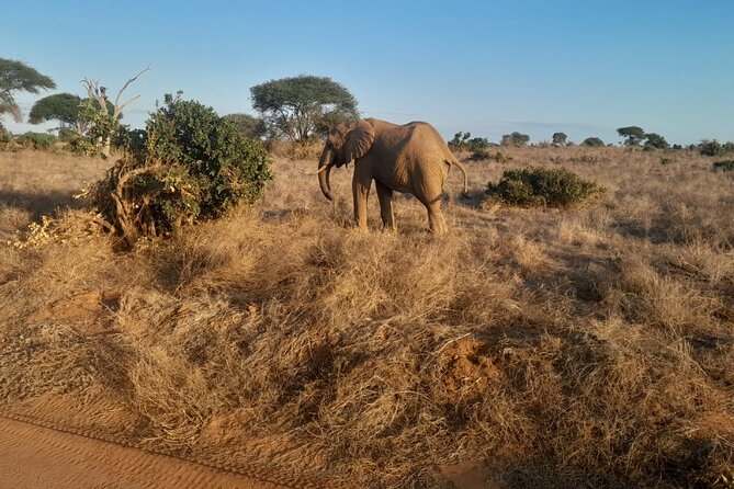 Elky Tours 2 Days Tsavo East Tour - The early morning game drive on day two