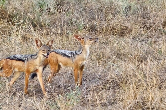 Elky Tours 2 Days Tsavo East Tour - The first Tsavo East game drive at 10:00am