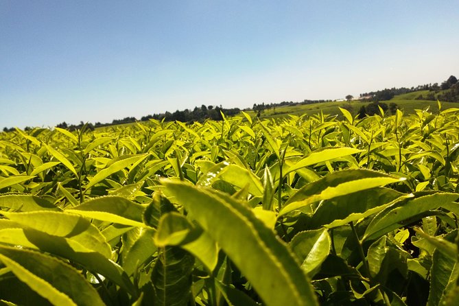 Excursion to Kiambethu Tea Farm - Walking Through Kenya’s First Tea Farm