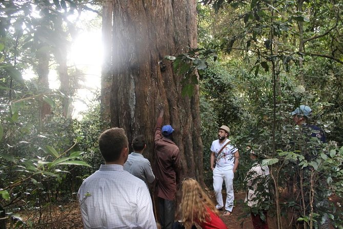 Excursion to Kiambethu Tea Farm - Tasting African Tea Before Lunch
