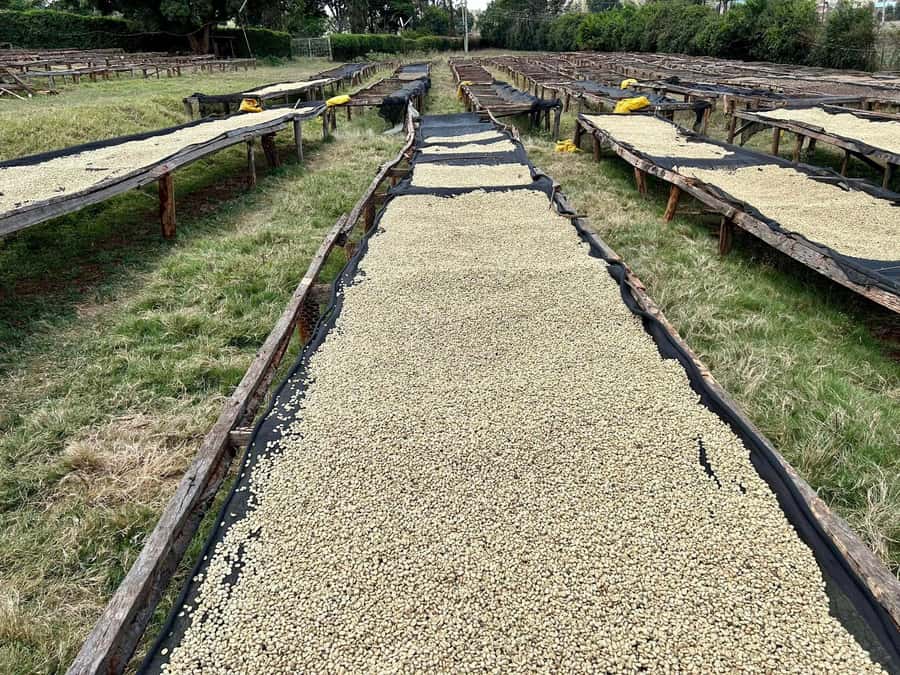 Fairview Coffee Estate Tour From Nairobi - Why a Coffee Farm Visit Near Nairobi Makes Sense