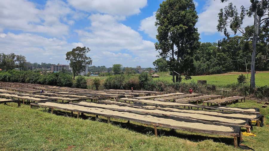Fairview Coffee Estate Tour From Nairobi - Inside the Coffee Factory