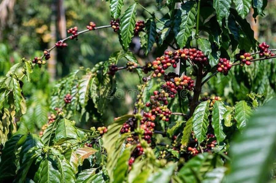 Fairview Coffee Estate Tour From Nairobi - What the Guides Add to the Day