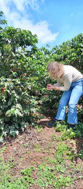 FAIRVIEW COFFEE FARM DAY TOUR - Key points to know before you go