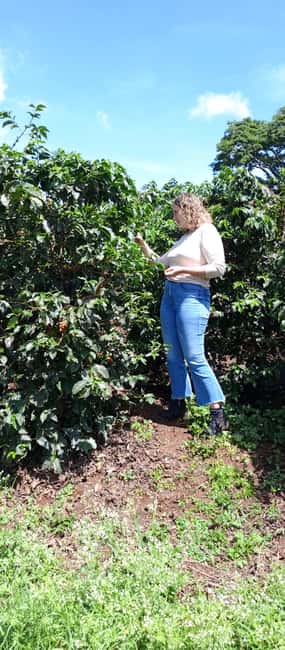 FAIRVIEW COFFEE FARM DAY TOUR - From coffee plant to processing area