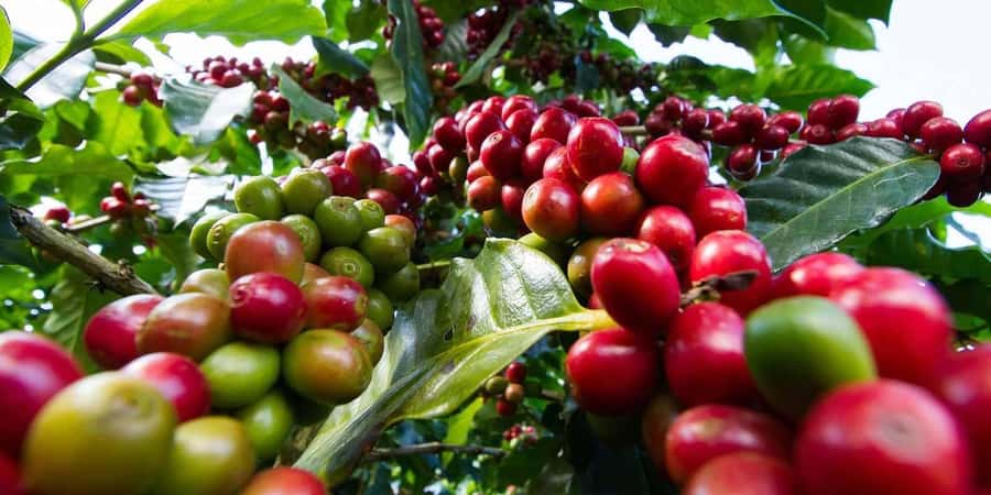 Fairview Coffee Farm Day Tour in Nairobi with Pickup - Following the beans through the coffee factory